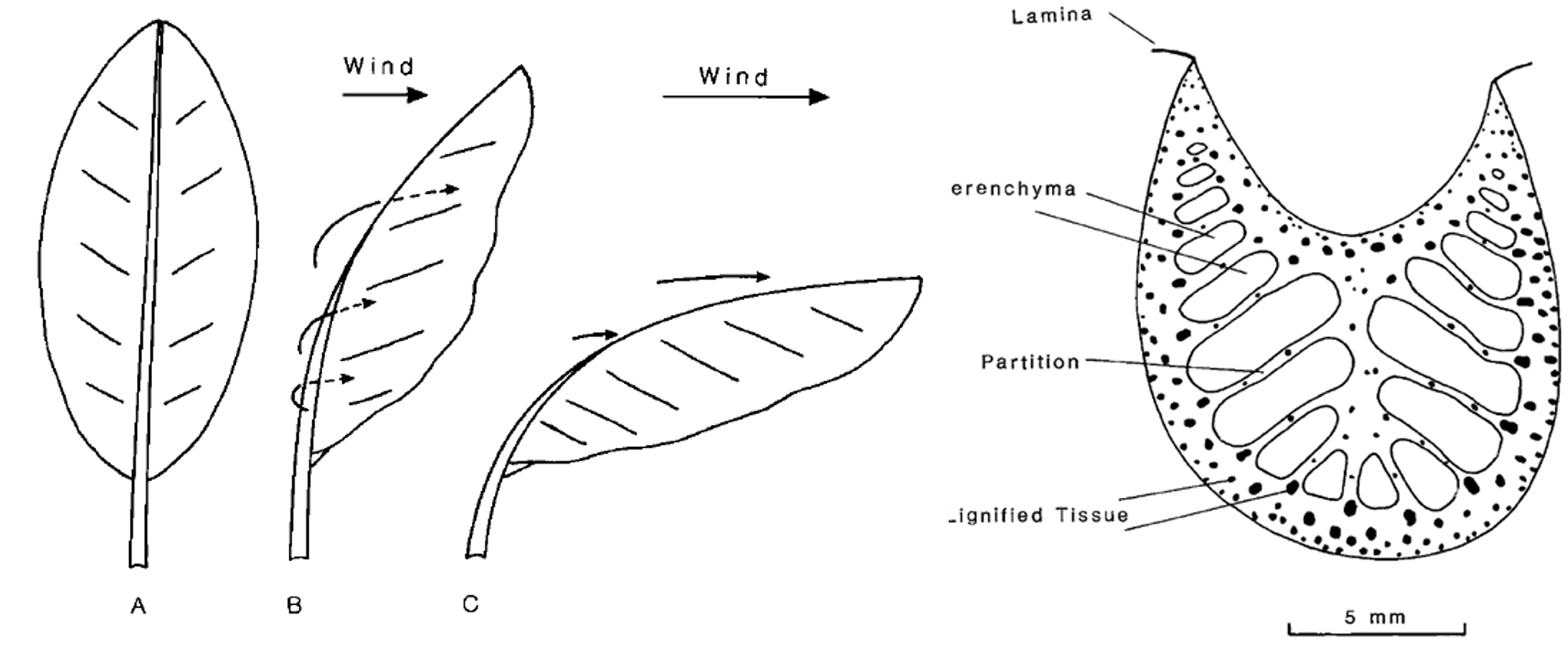 Figure 1: Deflection of bana petiole. Figure 2: Banana petiole crosssection