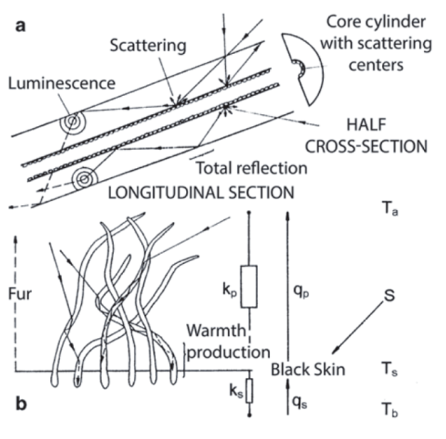 Scheme explaining light scattering in polar bear fur 